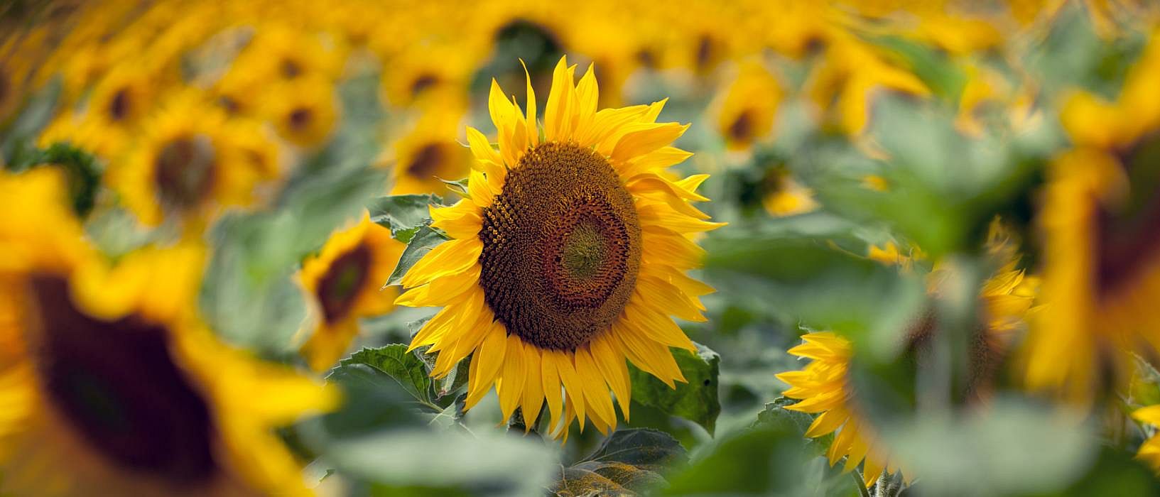 sun flower field