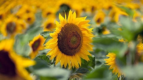 sun flower field